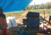 Masyarakat Desa Lawele Gagal Panen Akibat Serangan Hama Ulat.