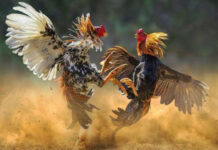 Aktivitas Sabung Ayam di Bente Disorot, Advokat Mawan Dorong Penegakan Hukum Tegas