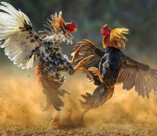 Aktivitas Sabung Ayam di Bente Disorot, Advokat Mawan Dorong Penegakan Hukum Tegas